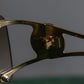 "CELINE" Round rimless macadam sunglasses