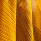 "PLEATS PLEASE ISSEY MIYAKE" Yellow orange color pleated stole